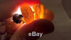 108 grams RARE Tibetan Antique Baltic Amber Necklace Butterscotch Egg Yolk