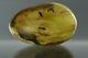 2 Fossil CADDISFLIES Insects Genuine BALTIC AMBER Egg Shape Piece Stone 42.2g