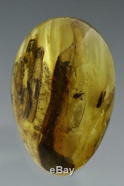 2 Fossil CADDISFLIES Insects Genuine BALTIC AMBER Egg Shape Piece Stone 42.2g