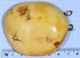 30.2 g Huge Natural Baltic Sea Amber Pendant EggYolk antique butterscotch tiger