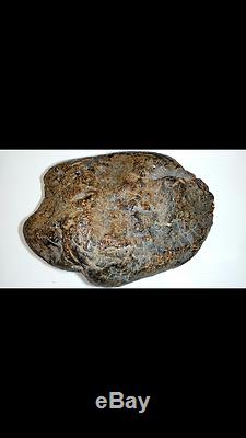 988.8 Gr. SUPER NICE & RARE Natural Baltic Amber Stone BEST DEAL