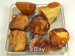 99gr Natural Royal WHITE Baltic Amber Stones