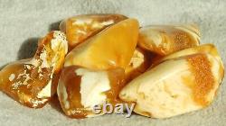 Amber 10 Stones High Antique Baltic Natural Quality Honey White Colour Rare