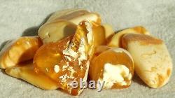 Amber 10 Stones High Antique Baltic Natural Quality Honey White Colour Rare