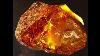 Amber A Magical Time Capsule Of A Gemstone