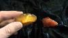 Amber How To Identify It From Other Stones