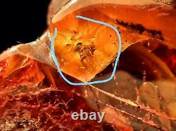Amber Polish Baltic stone 1 insect inclusion 102 g Pendant Spider Midge aquarium