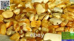 Amber White Natural Baltic Amber Beads 77 Grams Collectible Authentic Rare Amber