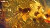 Ancient Bee Trapped In Amber How To Grow A Planet Episode 2 Bbc Two