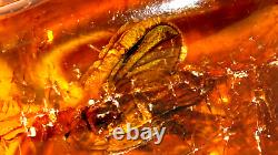 Antique Natural Amber Stone 32 Gr With Big Size Fossil Inclusion Mosquito Insect