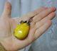 Antique Sterling Silver Butterscotch Egg Yolk Natural Baltic Amber Necklace