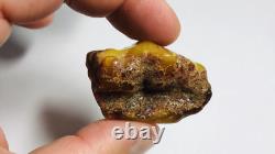 Authentic amber stone Natural Baltic Amber stone Genuine Amber piece