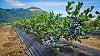 Awesome Fruit Agriculture Technology Blueberry Cultivation Blueberry Farm And Harvest