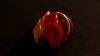 Baltic Amber 17 80ct Cherry Red 100 Natural Plant Inclusion