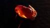 Baltic Amber 22 55ct Cherry Red 100 Natural Plant Inclusion