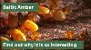 Baltic Amber Explained