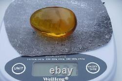 Baltic States Natural Amber Egg Form Stone 22 G Fedex Fast Worldwide Shipping