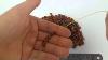 Bean Style Loose 100 Natural Baltic Amber Beads Dark Cognac Av0be03