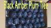 Black Amber Plum Tree Full Information