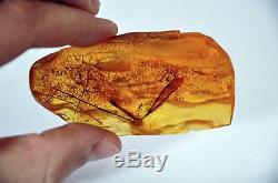 FANTASTIC natur baltic amber BIG inclusion insect! 100 % real! Look the pictures
