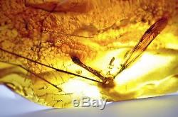 FANTASTIC natur baltic amber BIG inclusion insect! 100 % real! Look the pictures