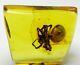Fossil insect 10mm Big SPIDER inclusion in Natural Genuine BALTIC AMBER stone