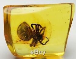 Fossil insect 10mm Big SPIDER inclusion in Natural Genuine BALTIC AMBER stone