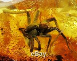 Fossil insect 20mm Giant SPIDER inclusion in Natural Genuine BALTIC AMBER stone