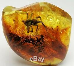 Fossil insect 20mm Giant SPIDER inclusion in Natural Genuine BALTIC AMBER stone