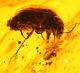 Huge Genuine Baltic Amber 37.90 Ct With Rare Fossil Insect Bug