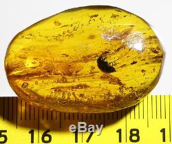 Huge Genuine Baltic Amber 37.90 Ct With Rare Fossil Insect Bug
