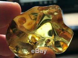 INSECT IN 20gr Natural Raw Baltic Amber Stone
