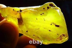 Large Amber Stone Natural amber stone Collectors Piece Genuine Amber raw