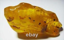 Large Amber Stone Natural amber stone Collectors Piece Genuine Amber raw