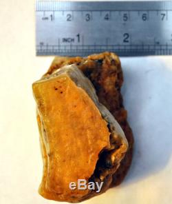 Large Natural Baltic Butterscotch Raw Amber 114 Grams