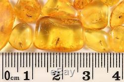 Lot of Natural Baltic Amber Pieces with Fossil Insect Inclusion 45 Million-Y-Old