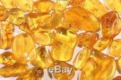 Lot of Natural Baltic Amber Pieces with Fossil Insect Inclusion 45 Million-Y-Old