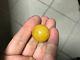 Natural Baltic Amber Stone Ball round 10.5gr