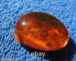 Natural Baltic amber 10 g fossil insect marine big beetle inclusion pendant gems