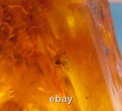 Natural Genuine Baltic Amber Stone with Insect 82.8g