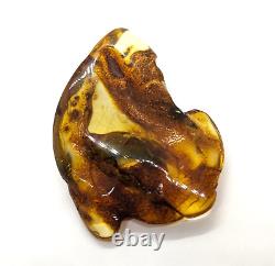 Natural Unique Baltic Amber Stone Large Fossil Gemstone Wood Inclusion