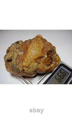 Natural baltic amber stone raw