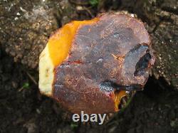 Natural baltic amber stone w 560 grams