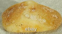 Old Baltic Amber Natural Stone 10 Grams Oval Fat Form With Seashell Fingerprint