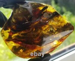 Polished Amber Baltic stones 5 insect inclusion Pendant 114 g Midge Mosquitoes