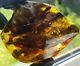 Polished Amber Baltic stones 5 insect inclusion Pendant 114 g Midge Mosquitoes