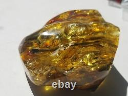 Polished Amber Baltic stones 5 insect inclusion Pendant 114 g Midge Mosquitoes