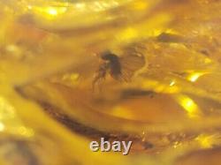 Polished Amber Baltic stones 5 insect inclusion Pendant 114 g Midge Mosquitoes