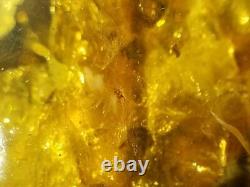 Polished Amber Baltic stones 5 insect inclusion Pendant 114 g Midge Mosquitoes