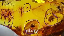 Polished Amber Baltic stones 5 insect inclusion Pendant 20 g Midge Mosquitoes